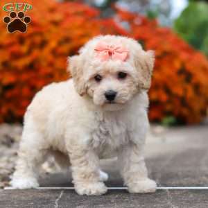 Poppy, Bich-Poo Puppy